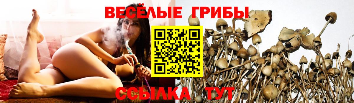 Богородицк  Псилоцибиновые грибы MAGIC MUSHROOMS  Вход с VPN 